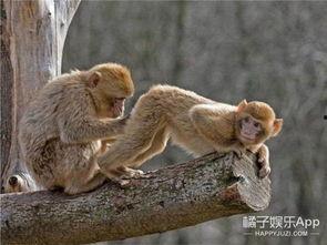 猴子爆料最新消息,揭秘娱乐圈最新劲爆消息!